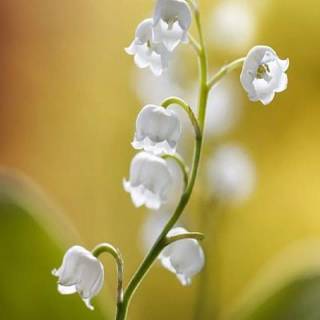 Spring lillies wallpaper