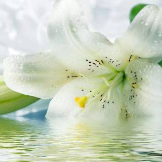 Spring lillies wallpaper