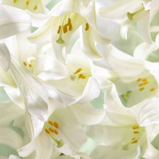 Spring lillies wallpaper
