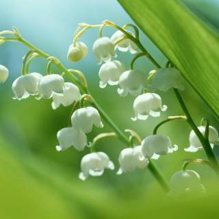 Spring lillies wallpaper