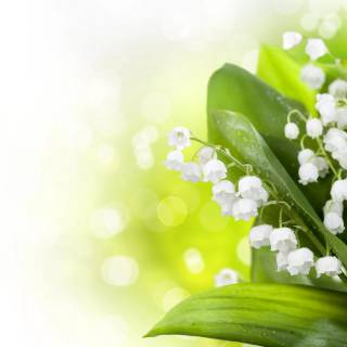 Spring lillies wallpaper