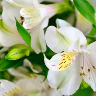 Spring lillies wallpaper