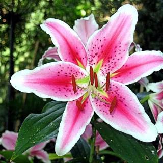 Spring lillies wallpaper