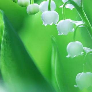 Spring lillies wallpaper