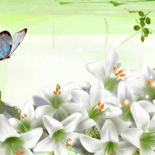 Spring lillies wallpaper