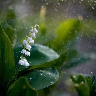 Spring lillies wallpaper