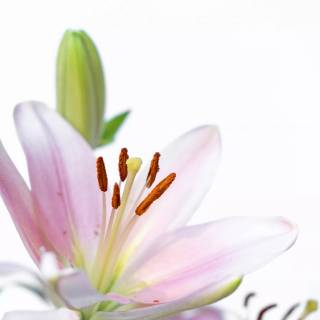 Spring lillies wallpaper