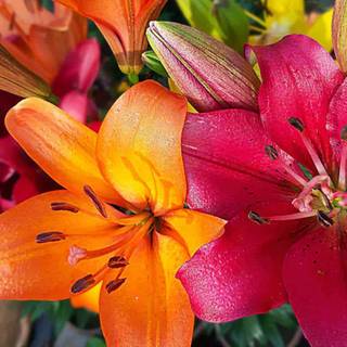 Spring lillies wallpaper