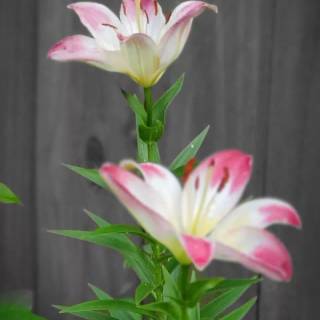 Spring lillies wallpaper