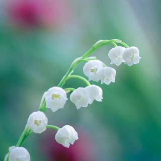 Spring lillies wallpaper