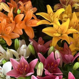 Spring lillies wallpaper