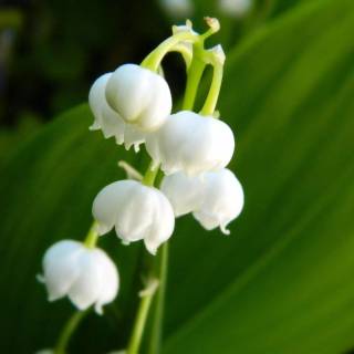 Spring lillies wallpaper