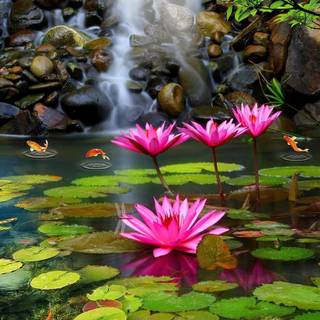 Spring lillies wallpaper