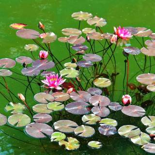 Spring lillies wallpaper