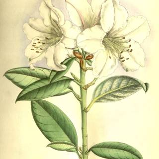 Spring lillies wallpaper