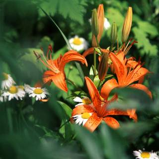 Spring lillies wallpaper