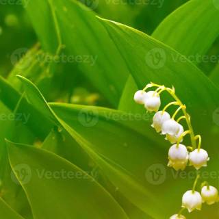 Spring lillies wallpaper