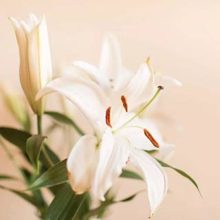 Spring lillies wallpaper