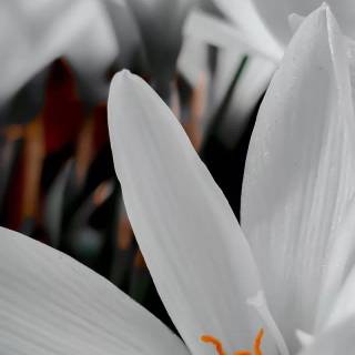 Spring lillies wallpaper