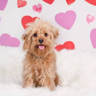 Cute dogs Valentines wallpaper