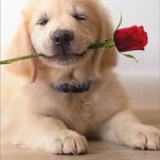 Cute dogs Valentines wallpaper