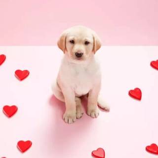 Cute dogs Valentines wallpaper