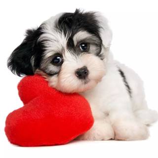 Cute dogs Valentines wallpaper