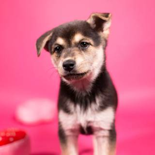 Cute dogs Valentines wallpaper