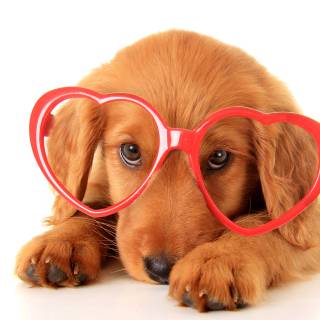 Cute dogs Valentines wallpaper
