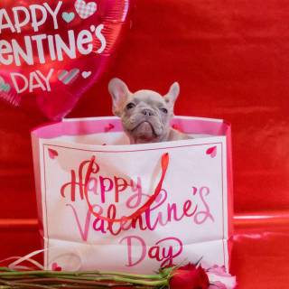 Cute dogs Valentines wallpaper