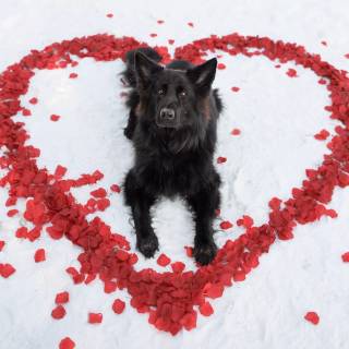 Cute dogs Valentines wallpaper