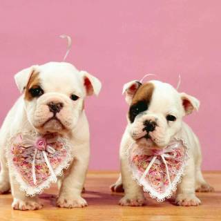 Cute dogs Valentines wallpaper