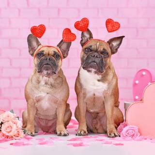 Cute dogs Valentines wallpaper