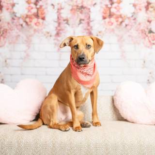 Cute dogs Valentines wallpaper