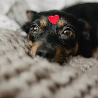 Cute dogs Valentines wallpaper