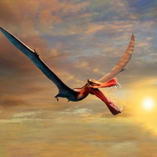 Flying dinosaur wallpaper