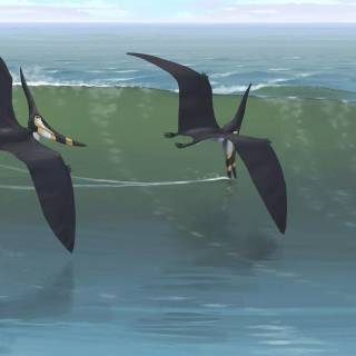 Flying dinosaur wallpaper