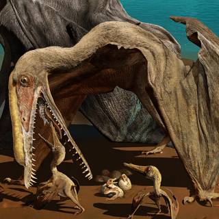 Flying dinosaur wallpaper