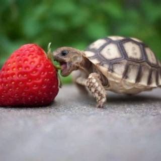 Funny strawberry wallpaper