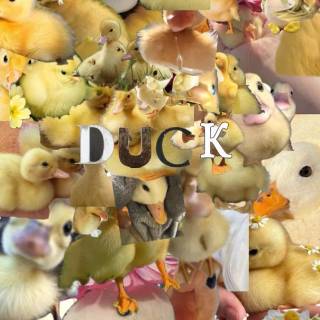 Duck collage wallpaper