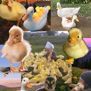 Duck collage wallpaper