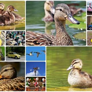 Duck collage wallpaper