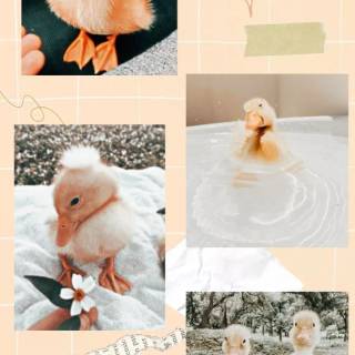 Duck collage wallpaper