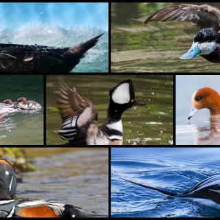 Duck collage wallpaper