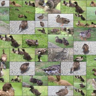 Duck collage wallpaper