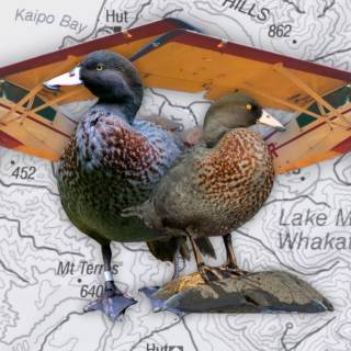 Duck collage wallpaper