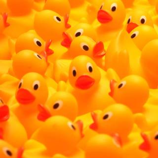 Duck collage wallpaper