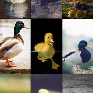 Duck collage wallpaper