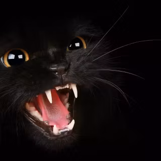 Screaming cat wallpaper