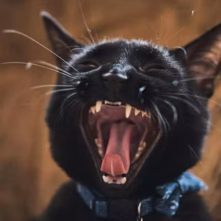 Screaming cat wallpaper